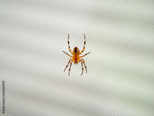 The spider is hanging on a web. Spider closeup