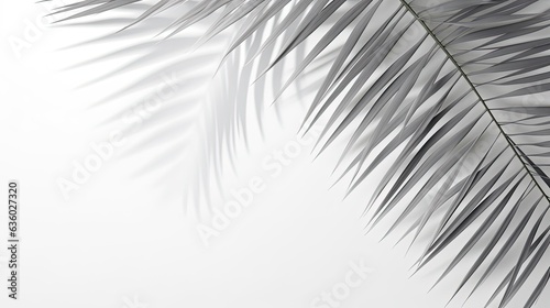 Tropical palm leaf shadow on white wall for design template. silhouette concept