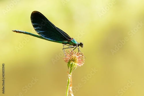 Vibrant stock photo features a rare Demoiselle Damselfly, calmly perched on a leaf
