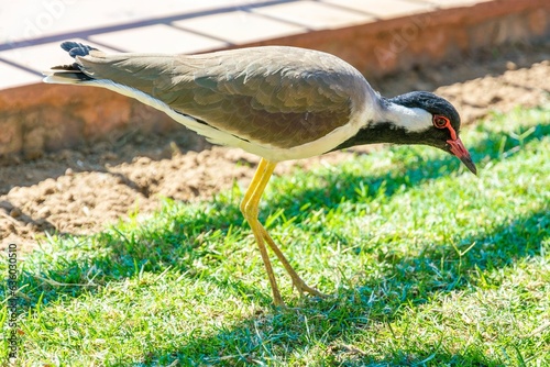 Closeup shot of a red-wattled lapwing walking in a green meadow. Vanellus indicus. photo