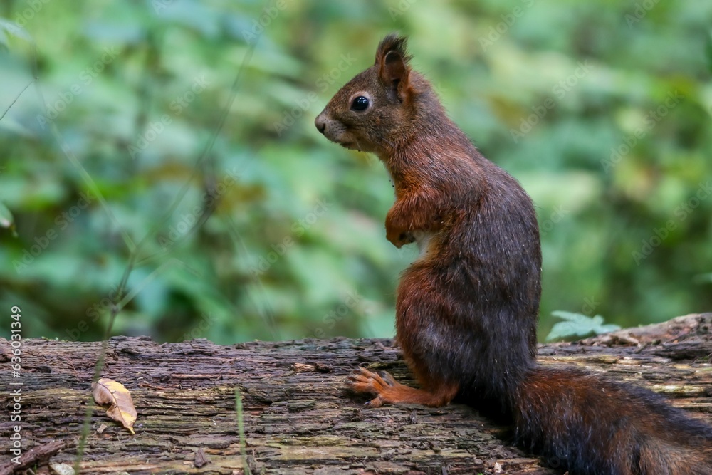 Closeup shot of an adorable squirrel perched on a tree branch