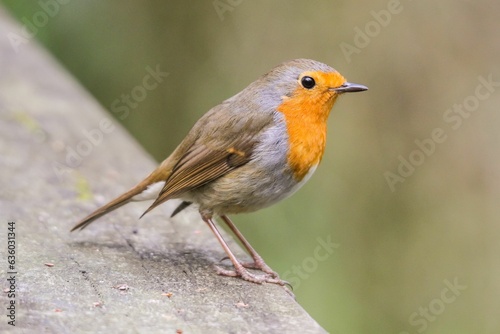 Close-up of an orange and grey robin perched on a branch
