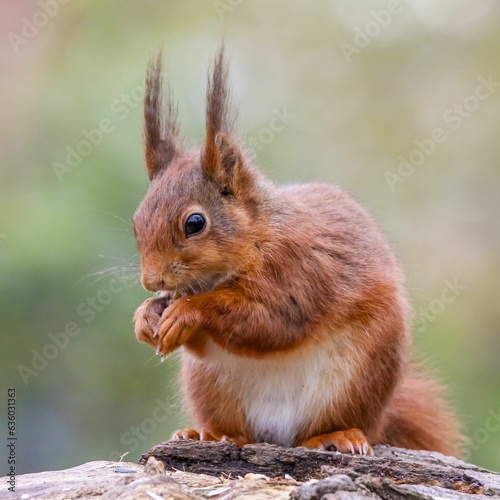 Closeup shot of an adorable squirrel perched on a tree branch