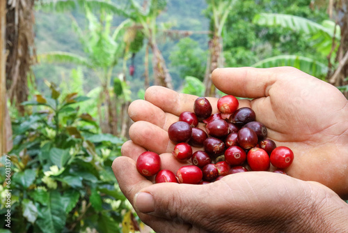 Farmer´ s hands showing mature red coffee cherries inside a farm