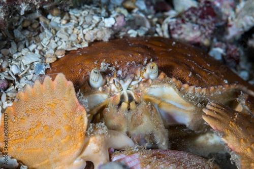 Konstfotografi Close-up of a Dungeness crab (Metacarcinus magister) lying on rocks underwater