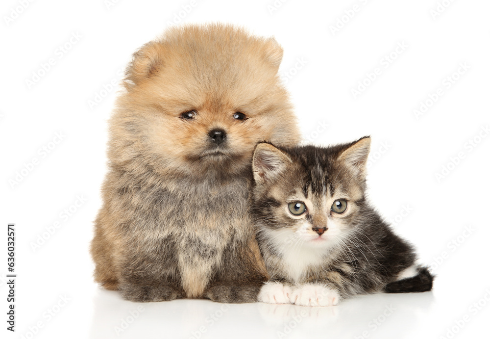 Fluffy puppy and kitten together