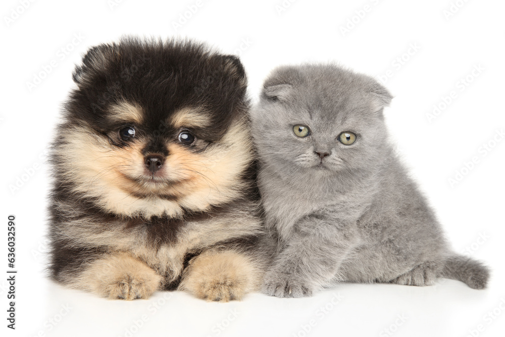 Fototapeta premium Scottish Fold kitten and Pomeranian puppy