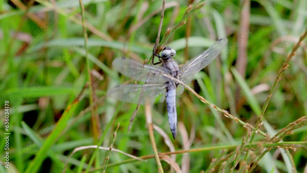 Macro video of a beautiful Orthetrum brunneum on a green sprout Macro video of a beautiful Orthetrum brunneum on a green sprout