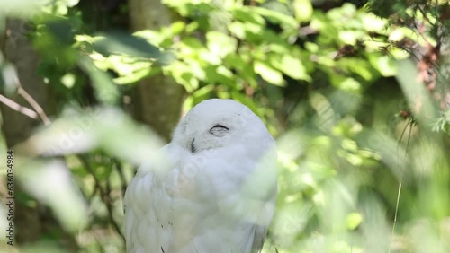 Closeup video of a cute white owl with eyes closed in the forest on a sunny day