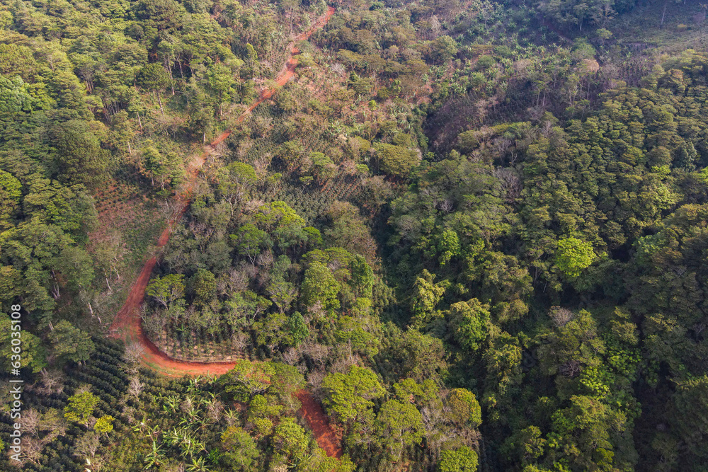 Aerial view over a coffee plantation that is grown under native tree shadow Aerial view over a coffee plantation that is grown under native tree shadow
