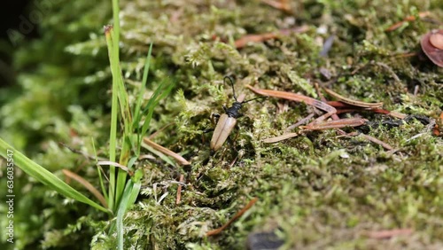 Macro video of a Lepturalia nigripes walking on moss photo