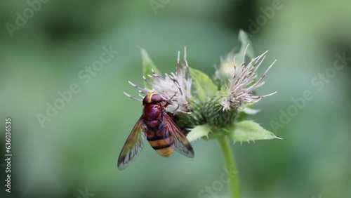 Macro shot of a Volucella zonaria insect on a green pud flower with blur background photo