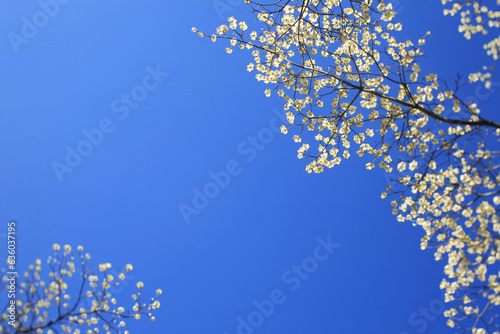 Delicate Dogwood Tree Flowers Blooming Against A Clear Blue Sky