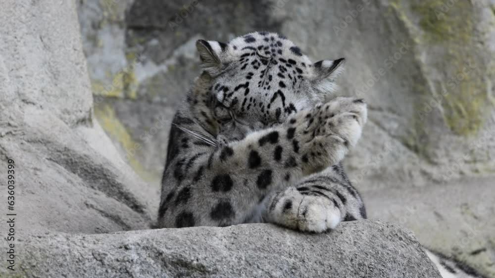 Slow motion video of an adorable snow leopard licking itself on a rocky mountain Slow motion video of an adorable snow leopard licking itself on a rocky mountain