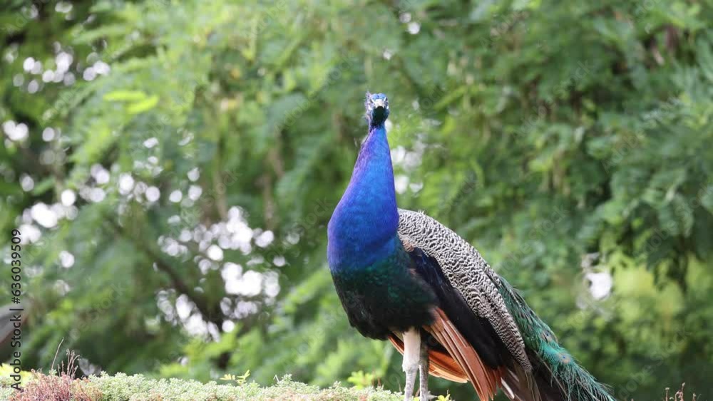 Closeup video of an elegant male Peafowl in the green forest on a sunny day Closeup video of an elegant male Peafowl in the green forest on a sunny day