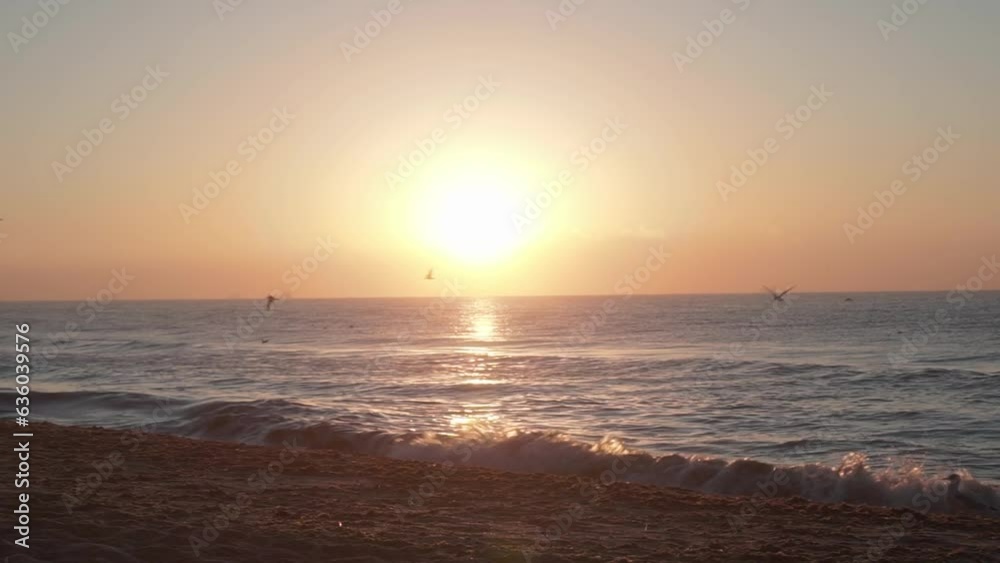 Seagulls stand, rest, eat, peck on the sand of the beach. Summer, dawn, waves on the sea. Sunny path, warm light illuminates the camera lens Seagulls stand, rest, eat, peck on the sand of the beach. Summer, dawn, waves on the sea. Sunny path, warm light illuminates the camera lens
