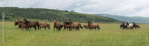 Horse herd run in sunlightwith dust at summer pasture. Panoramic shooting, banner for your advertising