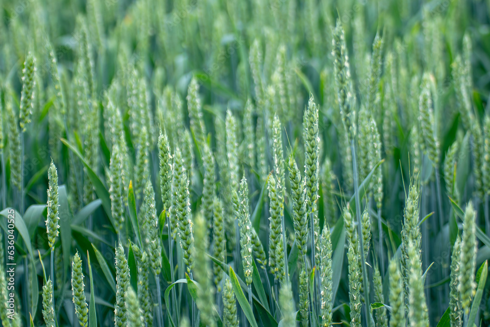 Green spring wheat field crops close-up. Young wheat ears or spikelets with blurred background. Agriculture in Ukraine Green spring wheat field crops close-up. Young wheat ears or spikelets with blurred background. Agriculture in Ukraine