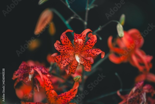 Close-up of vibrant red tiger lilies growing against a dark background