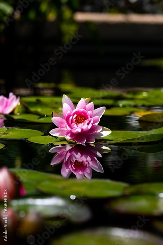 Close-up of a gorgeous pink and white pygmy water-lily in a pond