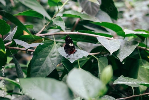 Beautiful shot of a sara longwing butterfly on a green leaf in a garden