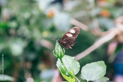 Selective focus shot of a postman butterfly on a leafy branch