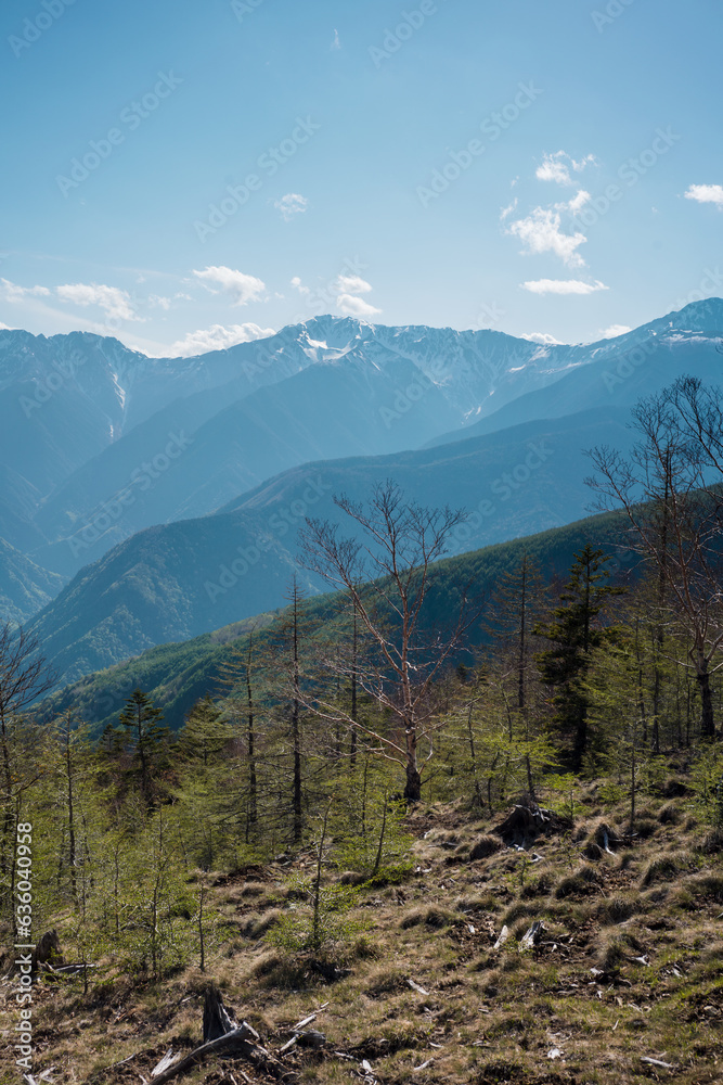 Snowy mountains with trees and bushes in sunny day Snowy mountains with trees and bushes in sunny day