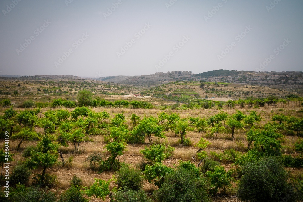 Vineyard in Judean Hills Overlooking Israeli Settlement Efrat.