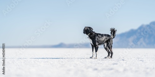 Black and white dog running around and playing on a frozen lake in Salt Lake City