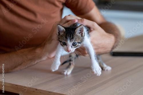 Male model holding rescue kitten at home