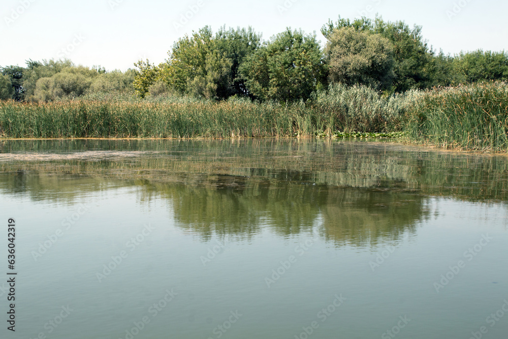 lake in the forest