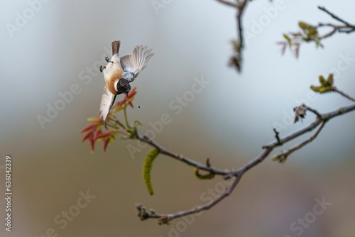 the small bird is flying to get ready to eat the leaves