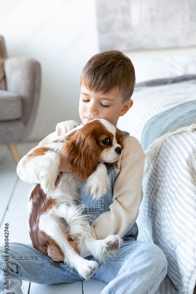 A little poppy of Cavalier King Charles Spaniel sits at the white room A little poppy of Cavalier King Charles Spaniel sits at the white room