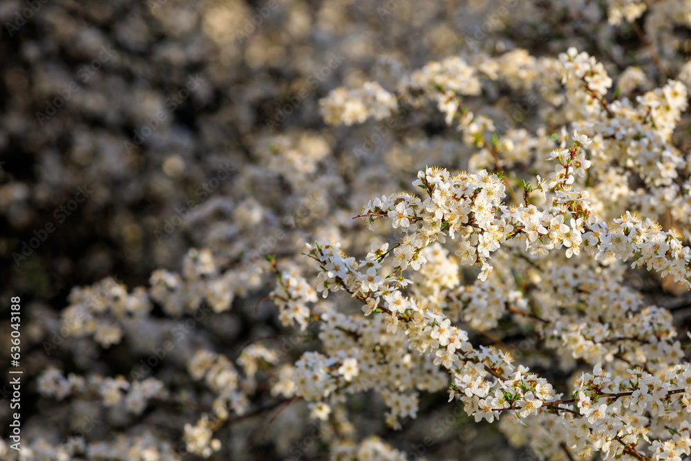 Backdrop of flowering trees in early spring. Spring background with copy space Backdrop of flowering trees in early spring. Spring background with copy space