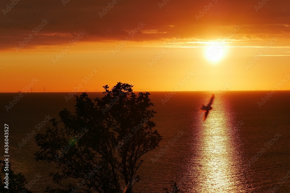 a bird flies over the ocean at sunset, in this photo