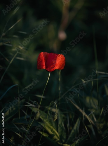 a poppy in a grassy field in the evening sun, and in the shadow