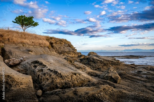 Picturesque scene of a single tree standing on the shoreline of a sandy beach in Gulf Islands