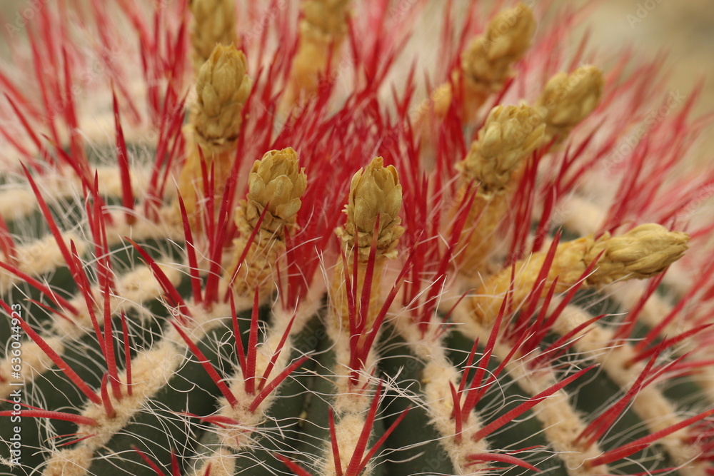 Cactus Macro Cactus Macro