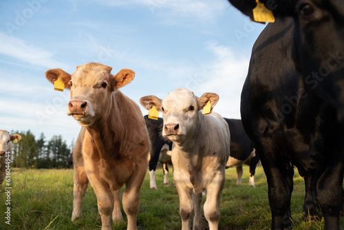  Farm cow family portrait of calfs  photo