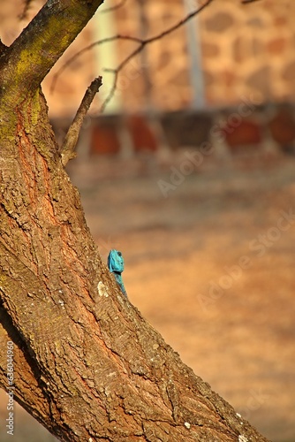 Black-necked agama resting on a tree trunk. Acanthocercus atricollis. photo