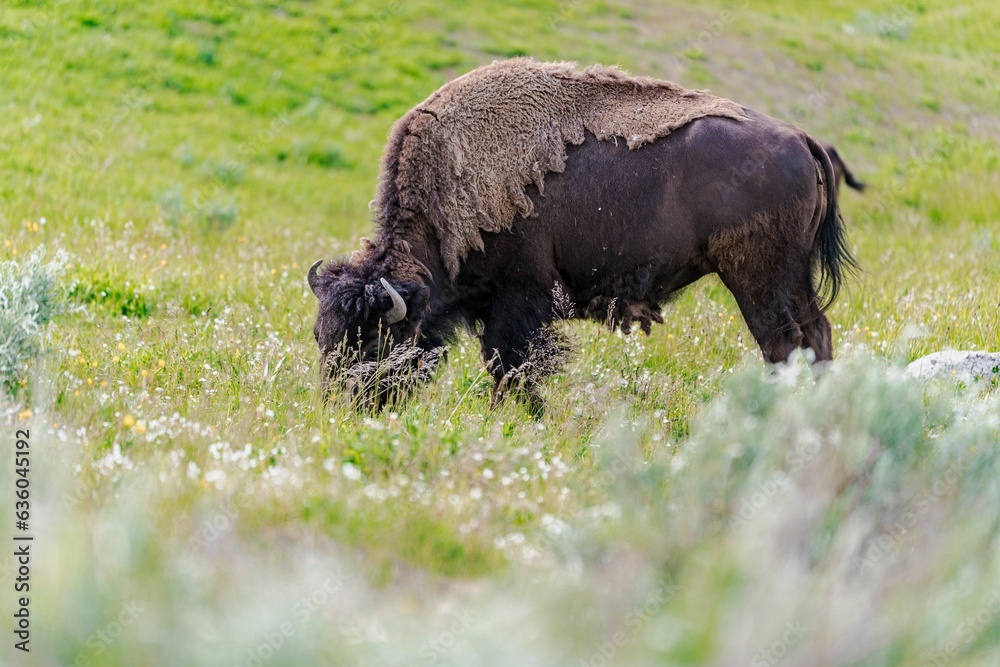 Wild bison in Yellowstone National Park. Wild bison in Yellowstone National Park.