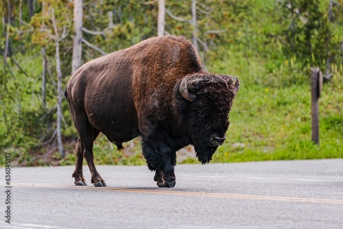Wild bison in Yellowstone National Park.