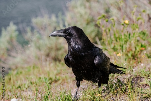 Wild American Raven standing on the ground in Yellowstone National Park, Wyoming, USA.