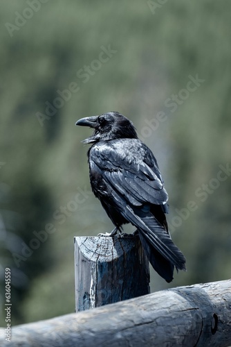 Wild American Raven sitting on a post in Yellowstone National Park, Wyoming.