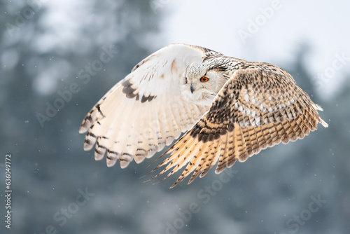 Siberian Eagle Owl flying from right to the left. Closeup photo of the owl with spread wings. Animal winter theme. Bubo bubo sibircus