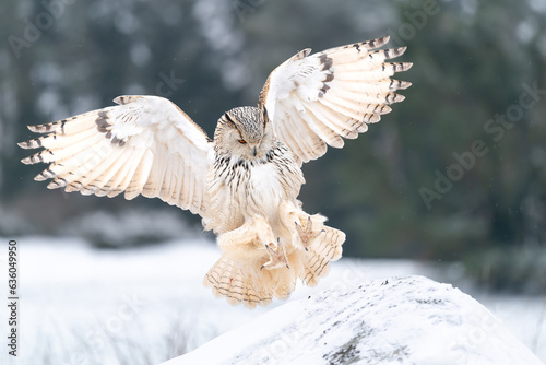 Siberian Eagle Owl landing down to rock with forest in the background. Landing touch down with widely spread wings in the cold winter. Bubo bubo sibircus