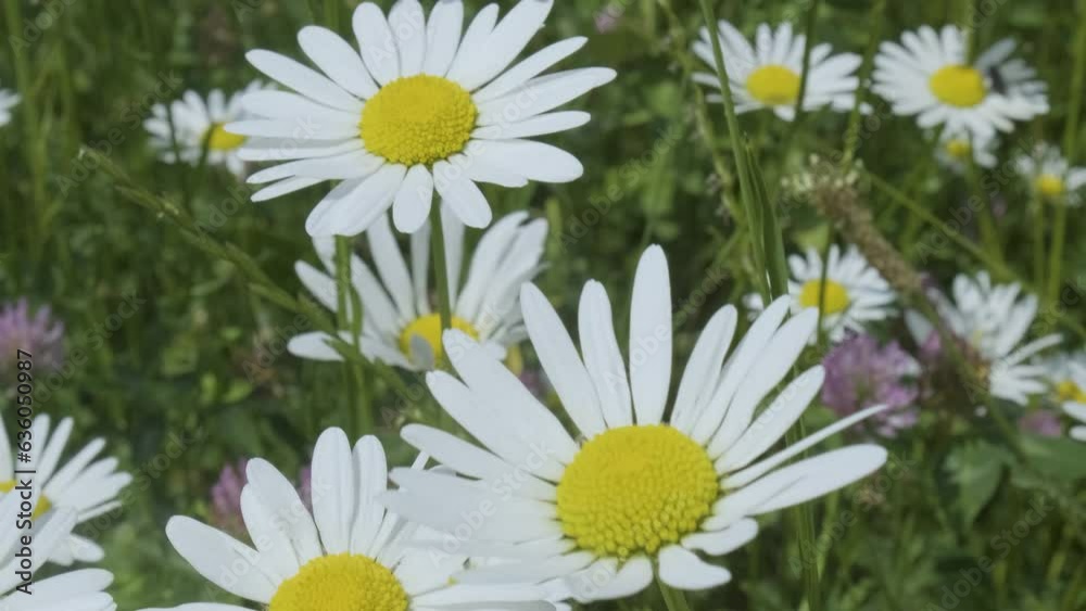 Immerse yourself in the enchanting beauty of a meadow in this captivating 4K video. Watch as the wind delicately sways the tall, vibrant daisies while various insects gracefully roam. Witness the intr