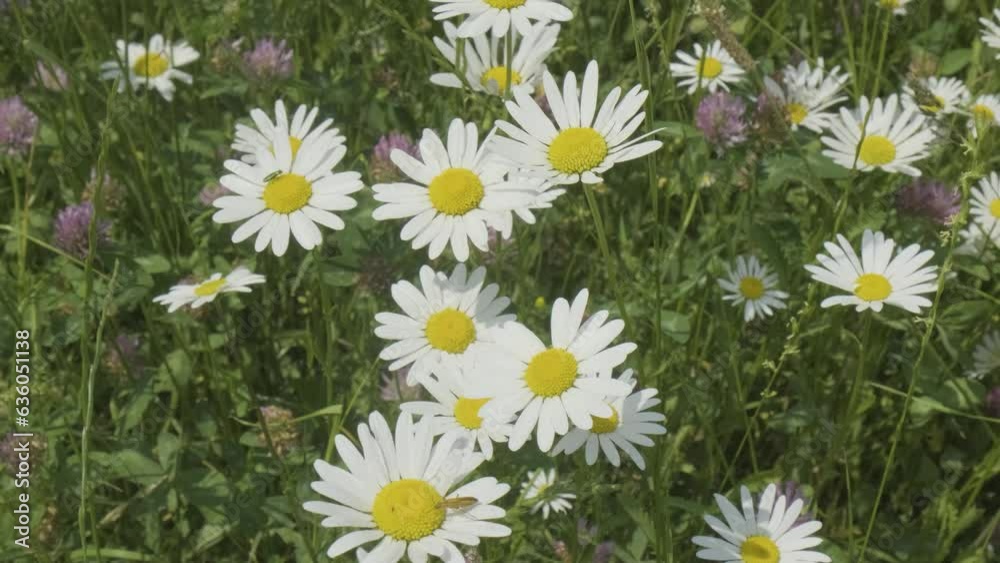 Immerse yourself in the enchanting beauty of a meadow in this captivating 4K video. Watch as the wind delicately sways the tall, vibrant daisies while various insects gracefully roam. Witness the intr
