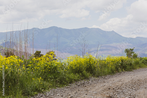 Trialeti (Caucasus) mountain landscape with yellow wild agrimony flowers (Agrimonia eupatoria) in the foreground seen from dangerous M-20 dirt gravel road to Tskhratskaro Pass, Georgia. photo