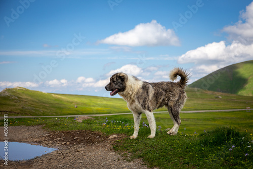 Caucasian Shepherd Dog, guardian dog standing on Javakheti Plateau grasslands, Tskhratskaro Pass, summer, Georgia. photo